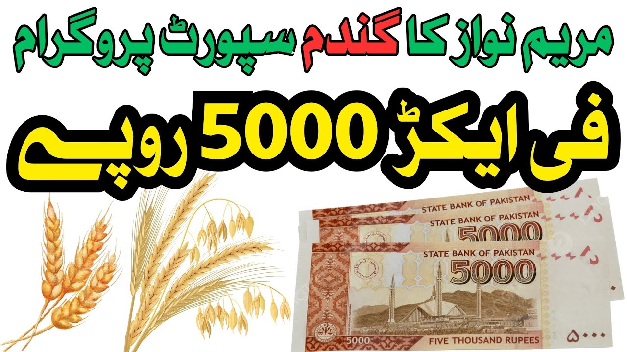 Punjab Wheat Support Scheme 2025 Final Deadline and Easy Registration Steps