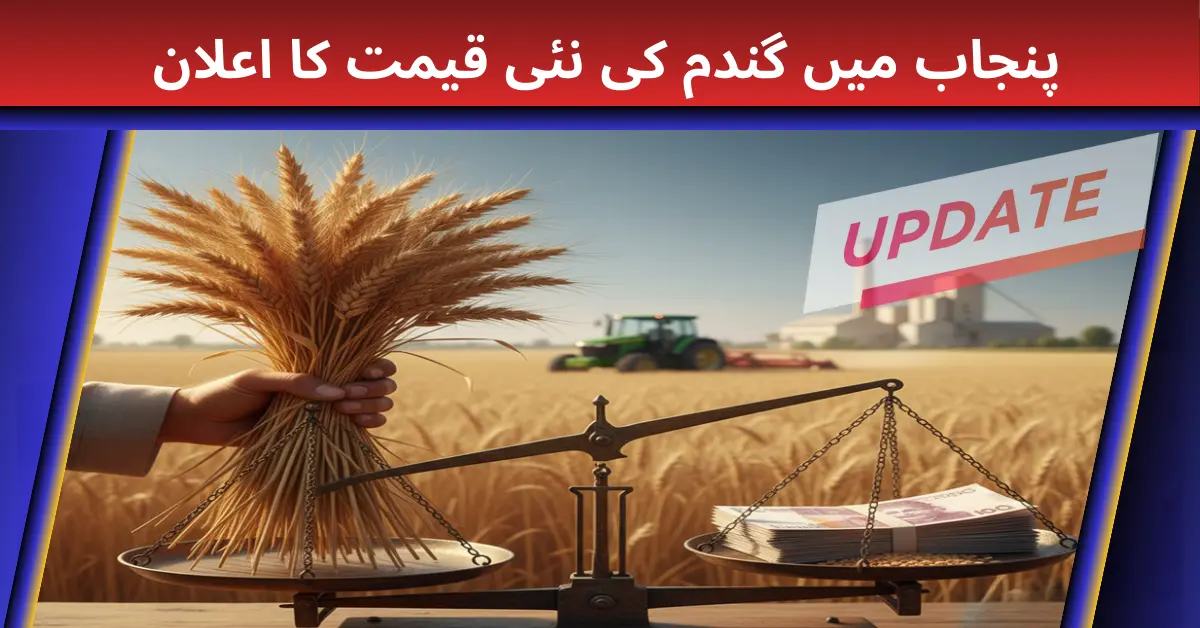 Punjab Announces New Price Of Wheat In Punjab Update 2025